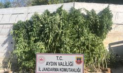 Aydın'da kenevir operasyonu! 250 kök ele geçirildi