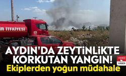 Aydın'da zeytinlikte korkutan yangın! Ekiplerden yoğun müdahale