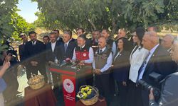 Bakan Yumaklı Aydın'da incir hasadına katıldı: İncirin önemine dikkat çekti