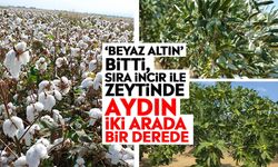 ‘Beyaz Altın’ Bitti, Sıra İncir ile Zeytinde: Aydın iki arada bir derede