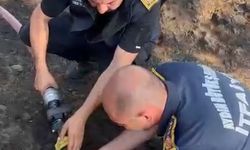 Çine’de yangından kurtarılan kaplumbağa yürekleri ısıttı