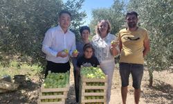 Çinli içerik üreticileri Buharkent’te incir hasadına katıldı