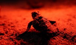 Didim’de caretta caretta yavruları denizle buluştu