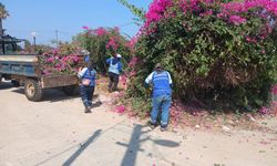 Didim’de ot biçme ve budama çalışmaları yapılıyor