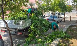 Efeler’de park ve bahçelerde bakım çalışmaları sürüyor