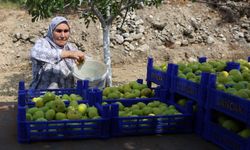 İncirde kalite yüksek! Fiyat uçurumu derin