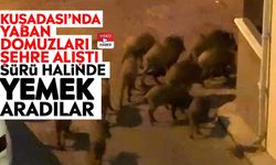 Kuşadası’nda yaban domuzları şehre alıştı: Sürü halinde yemek aradılar