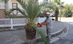 Nazilli sokakları sonbahara hazırlanıyor