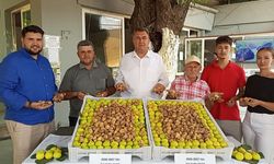 Nazilli’de sezonun ilk inciri alındı
