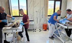 Söke Belediyesi’nden 500 patili dosta tedavi bakım hizmeti! Yeni tıbbi cihazlarla güvenli ve kontrollü operasyon imkanı