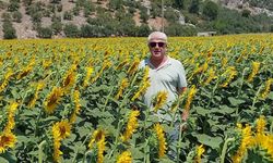 Söke Ovası bir ilke imza attı! Ayçiçeği hasadı başladı