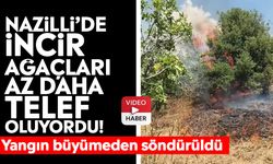 Nazilli’de incir ağaçları az daha telef oluyordu!  Yangın büyümeden söndürüldü