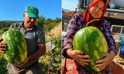 Yörük çift Aydın’ın dağlarında dev mahsuller yetiştirdi