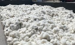 Aydın'da beyaz altın sezonu resmen başladı: TARİŞ ilk pamuğu 100 liradan aldı