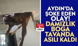 Aydın’da şoke eden olay! Damızlık boğa tavanda asılı kaldı