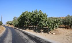 Aydın’da yoldan geçenlere tatlı sürpriz