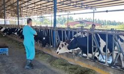 Aydın’daki hayvanların sağlığı güvende! İşletmeler denetim altında