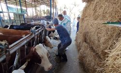 Aydın’daki tüm hayvanlar şapa karşı koruma altına alınacak