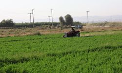 Aydın'daki yağışlar yonca üreticisinin yüzünü güldürdü! Verim 420 kiloya kadar çıktı