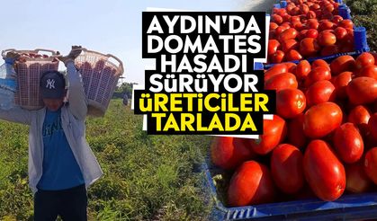 Aydın'da domates hasadı sürüyor: Üreticiler tarlada