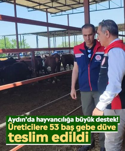 Aydın’da hayvancılığa büyük destek! Üreticilere 53 baş gebe düve teslim edildi