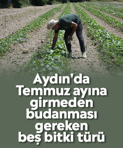 Aydın'da Temmuz ayına girmeden budanması gereken beş bitki türü