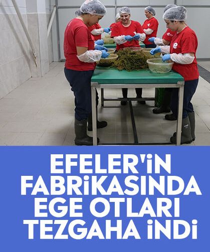 Efeler'in fabrikasında ege otları tezgaha indi