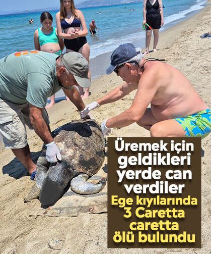 Üremek için geldikleri yerde can verdiler: Ege kıyılarında 3 Caretta caretta ölü bulundu