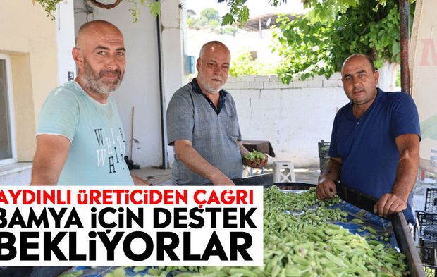 Aydınlı üreticiden çağrı: Bamya için destek bekliyorlar