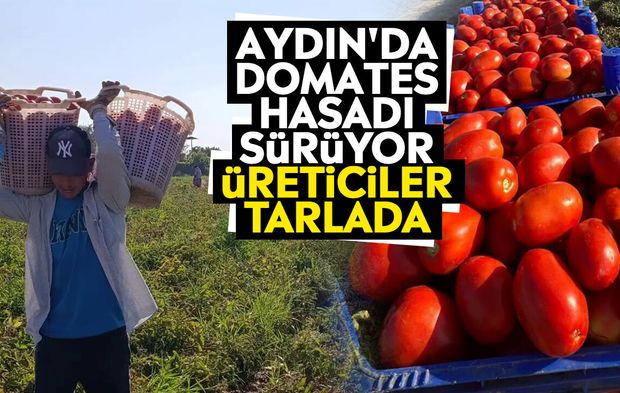 Aydın'da domates hasadı sürüyor: Üreticiler tarlada
