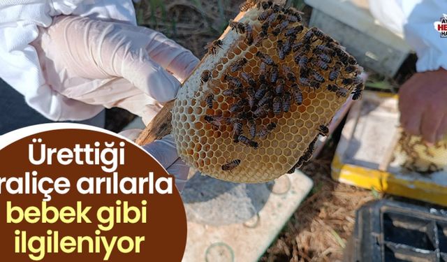 Kuyucak’tan tüm Türkiye’ye kraliçe arı gönderiyor