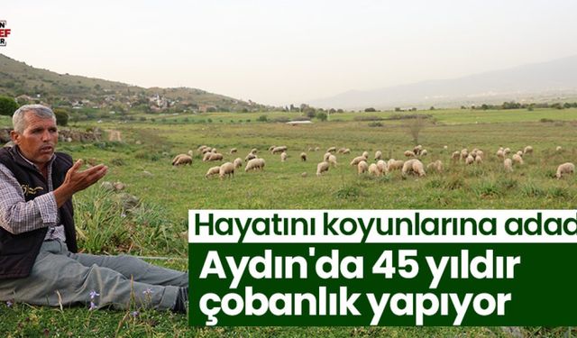Aydın'da 45 yıldır çobanlık yapıyor