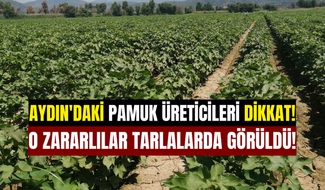 Aydın'daki pamuk üreticileri dikkat! O zararlılar tarlalarda görüldü!