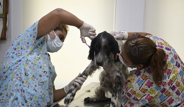 Kuşadası'nda sokak hayvanlarının pet kuaförü bile var