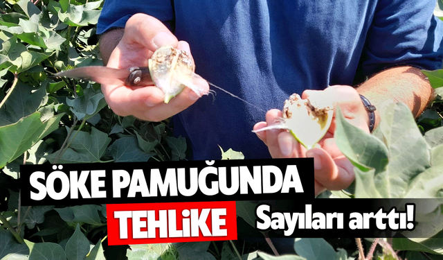 Söke pamuğunda tehlike! Sayıları arttı