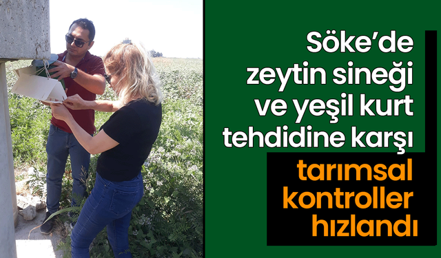 Söke’de zeytin sineği ve yeşil kurt tehdidine karşı tarımsal kontroller hızlandı