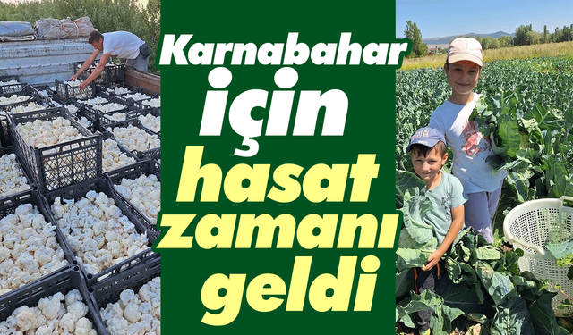 Karnabahar için hasat zamanı geldi