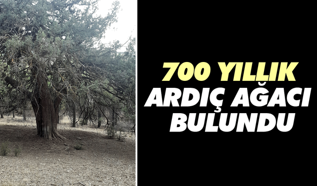 700 yıllık ardıç ağacı bulundu