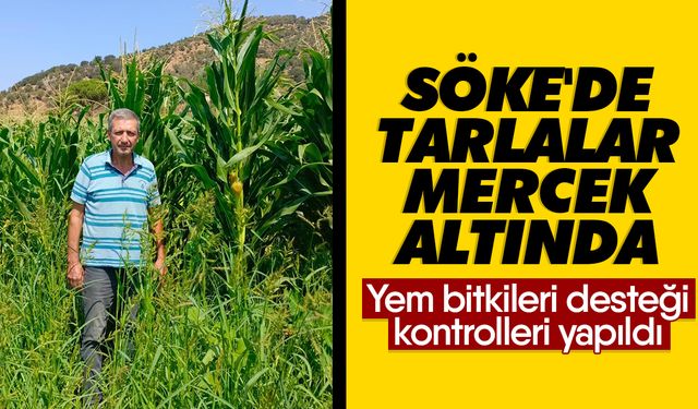 Söke'de tarlalar mercek altında