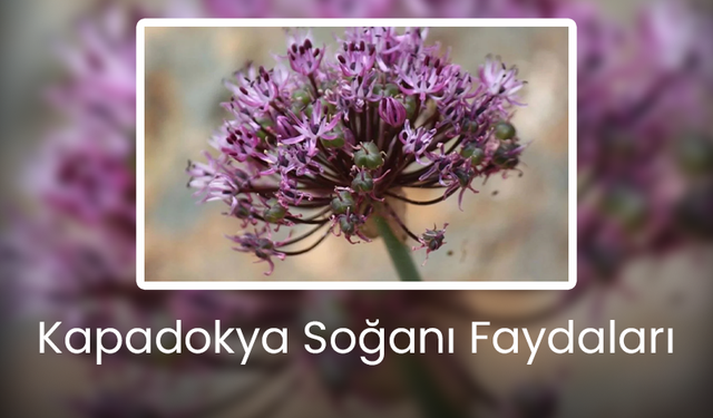 Kapadokya Soğanı Faydaları - Neye İyi Gelir?