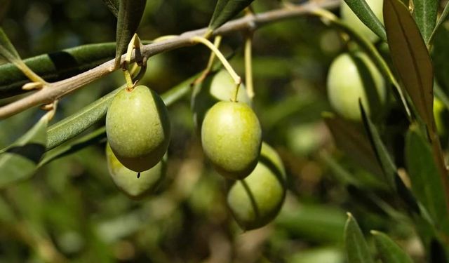 Zeytin üreticisini rahatlatan açıklama: Fiyatlar yükselecek