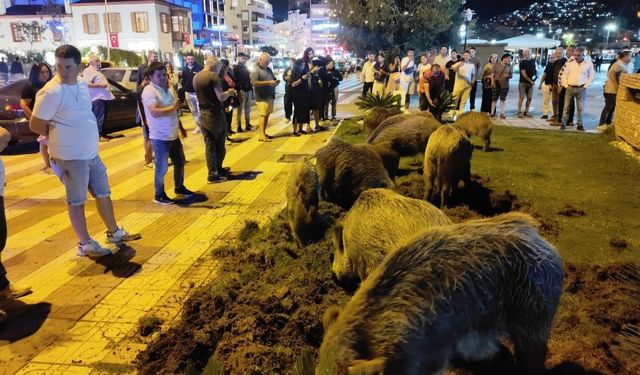 Kuşadası’nda aç kalan domuzlar şehir merkezini bastı