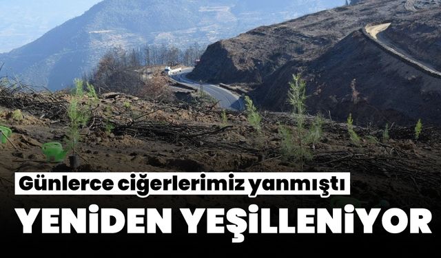 Bozdoğan’da yanan alanlar yeniden canlanıyor