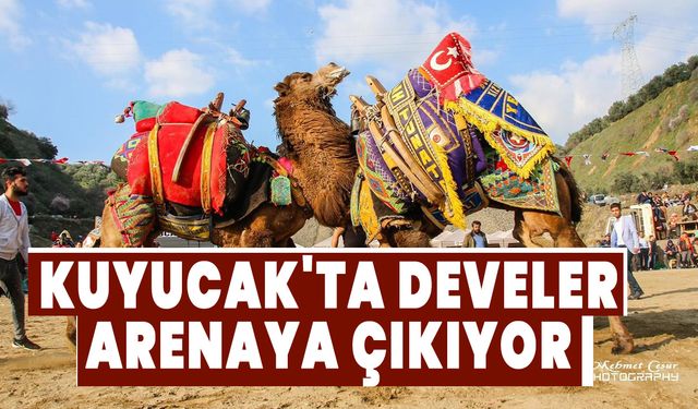 Kuyucak'ta develer arenaya çıkıyor