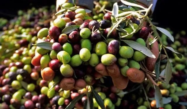 Zeytinin başı dertten kurtulmuyor! Kuraklıktan sonra şimdi de bu vurdu