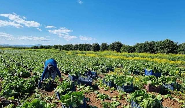 Tarımda sert yükseliş: Üretici maliyeti dört ayın zirvesinde
