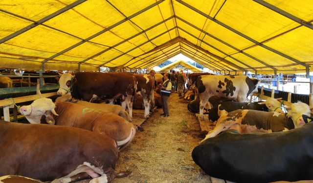 Kurban hisse bedeli açıklandı