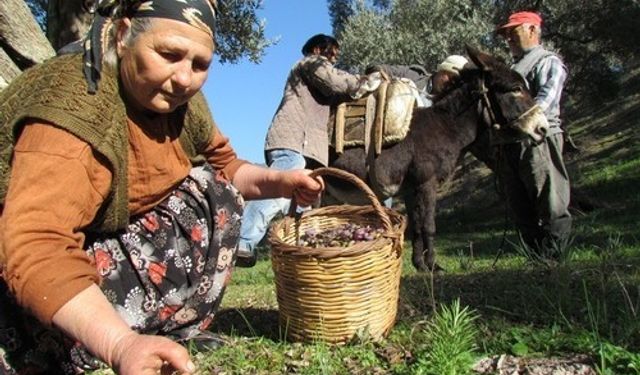Zeytinde ihracat rekoru yolda: Sofralık zeytin, 7 ayda 162 milyon doları aştı