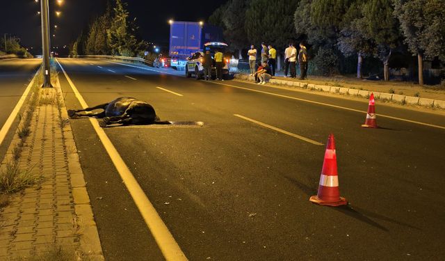Nazilli’de aniden yola fırlayan at trafiği birbirine kattı