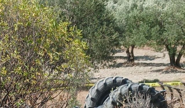 Zeytin bahçesinde büyük dehşet! Oğlunun ölüsüyle karşılaşan anne şok geçirdi